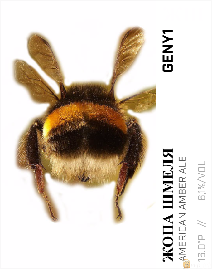 Словарь Жопа